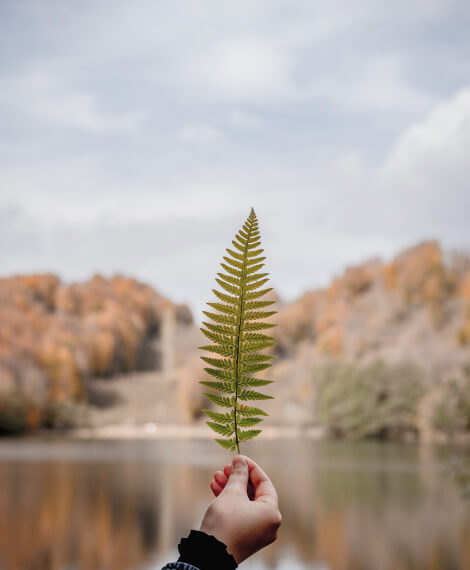 Ana Sayfa Leaf